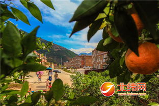 石棉黄果柑成长记