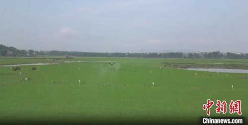 湖南祁阳绿色防控护航38万亩早稻